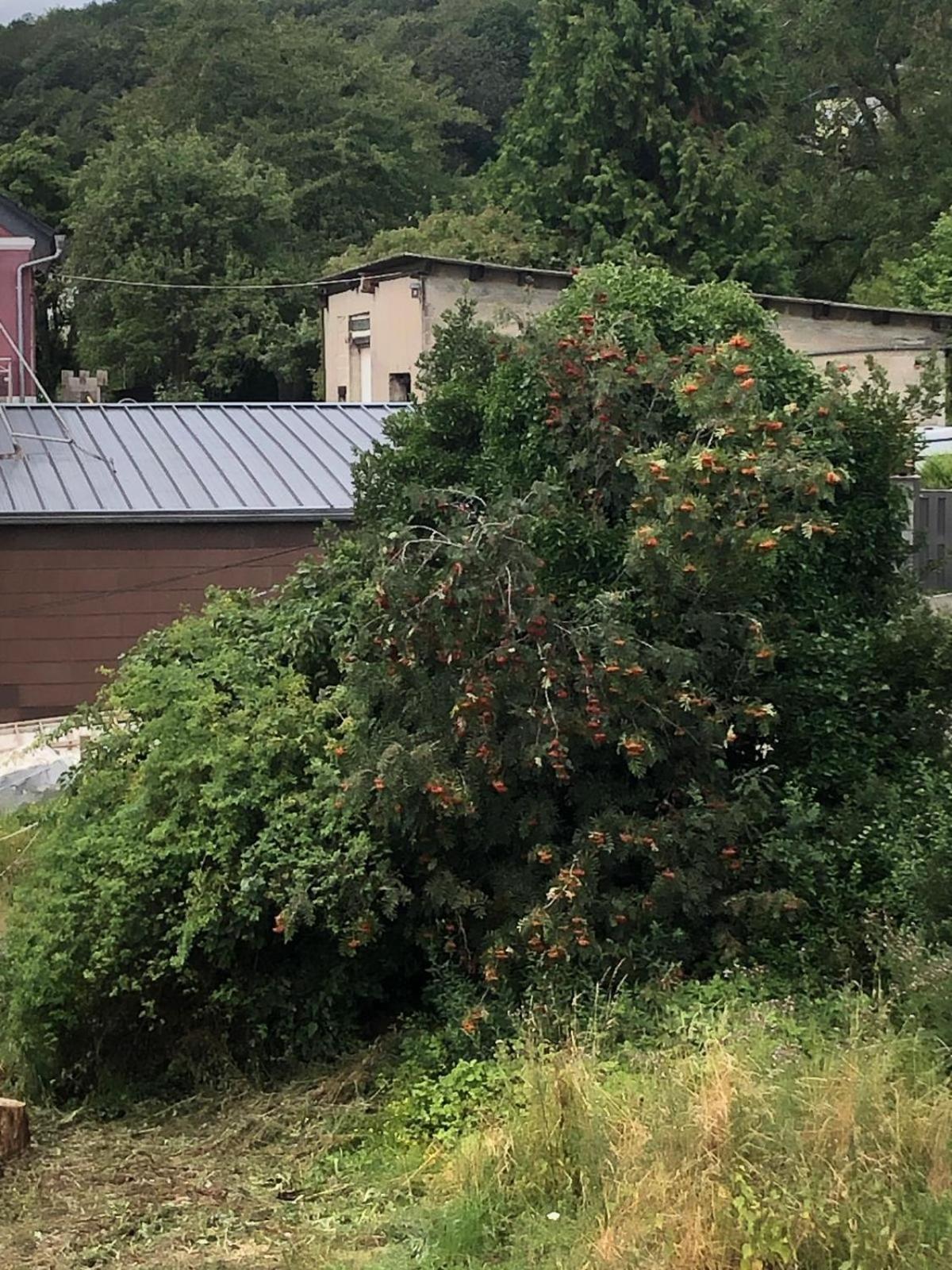 Neu Renovierte Wohnung In Alter Schule Hattgenstein エクステリア 写真