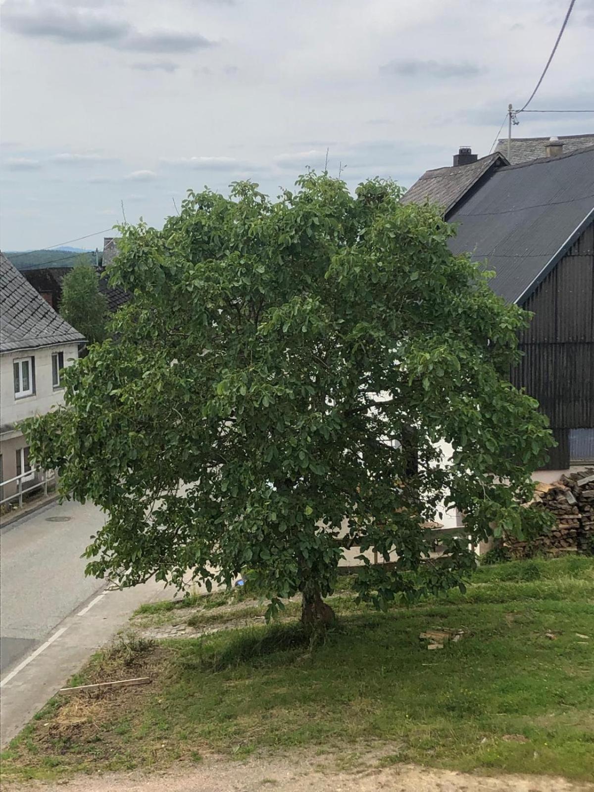 Neu Renovierte Wohnung In Alter Schule Hattgenstein エクステリア 写真